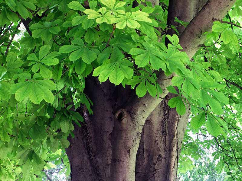 Aesculus Hippocastanum Bonsai Tree Type (Outdoors) image